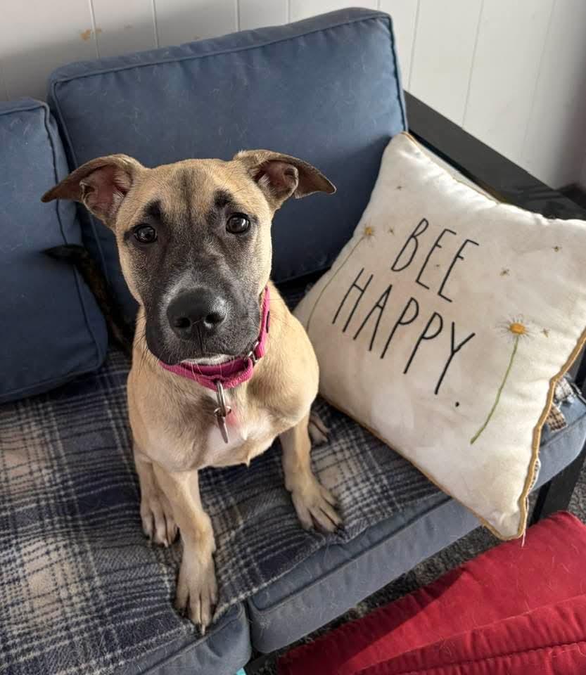 Enlarge BRIAR 425, a Adoptable mixed breed in Milwaukee, WI image 2/5