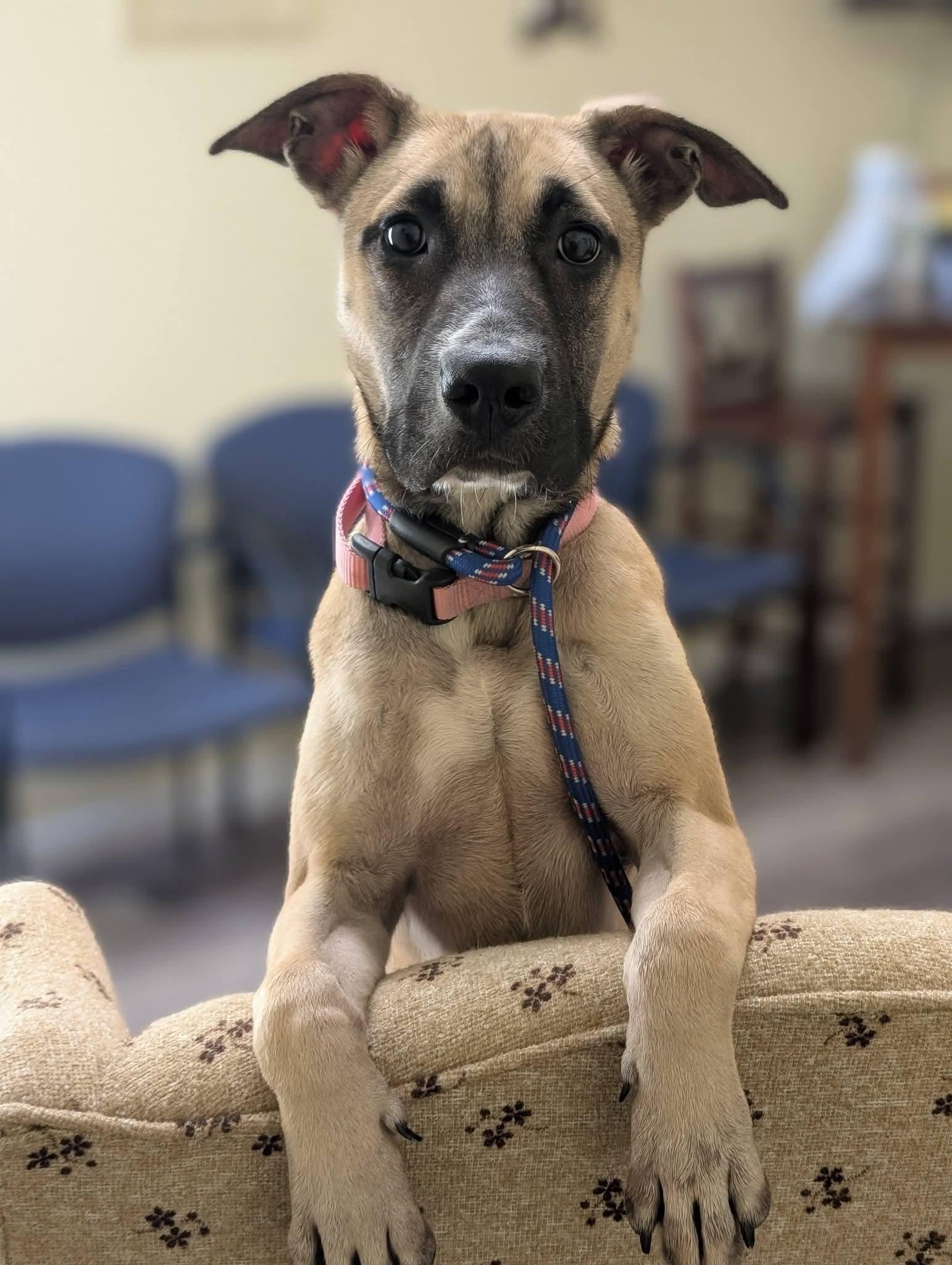 Enlarge BRIAR 425, a Adoptable mixed breed in Milwaukee, WI image 1/5