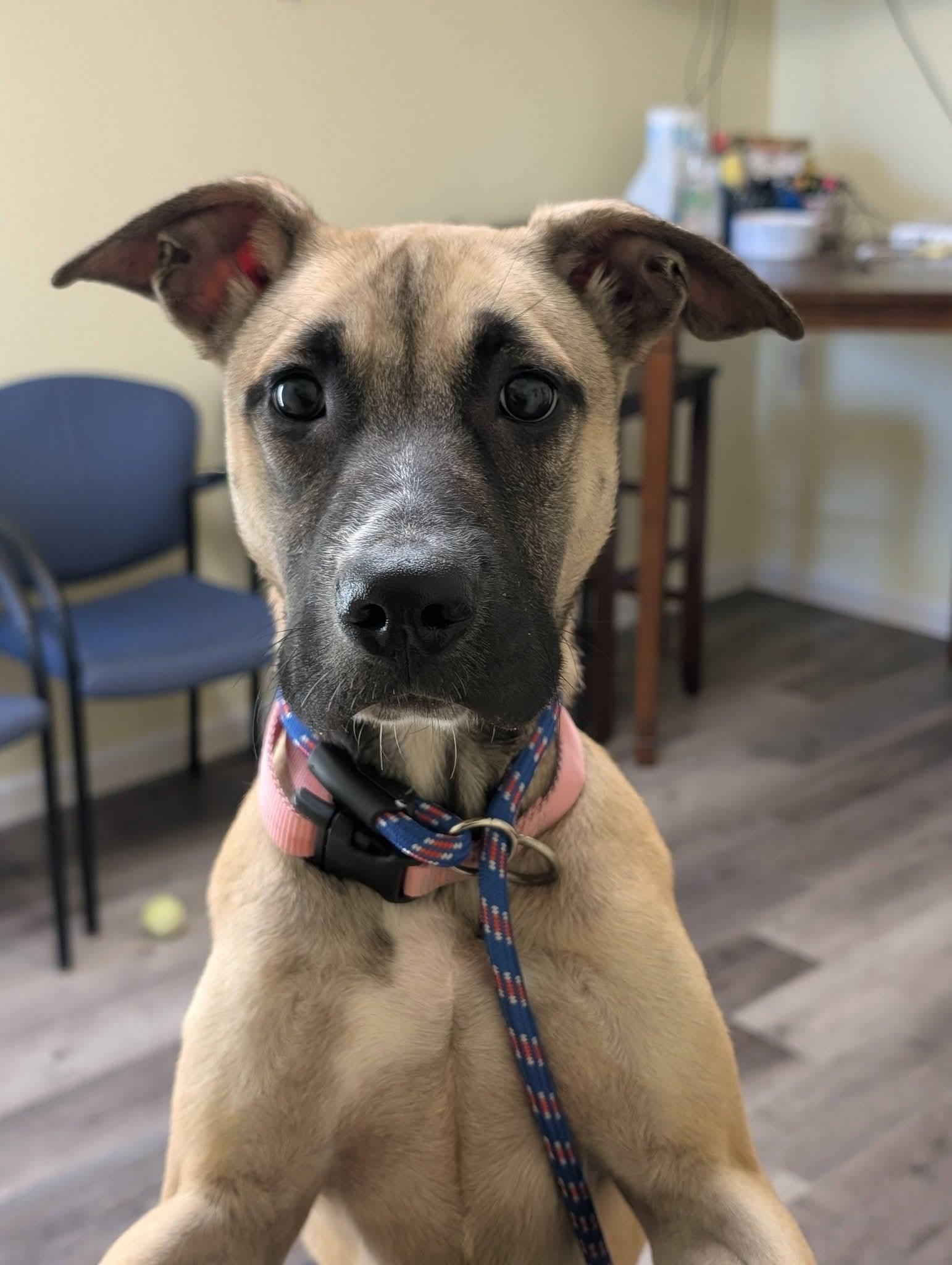 Enlarge BRIAR 425, a Adoptable mixed breed in Milwaukee, WI image 5/5