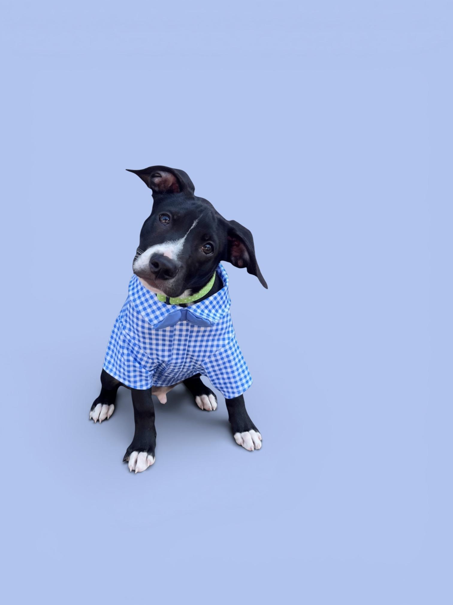 Enlarge Ivan-ADOPT Me!!, a ADOPTABLE mixed breed in Redondo Beach, CA image 6/6