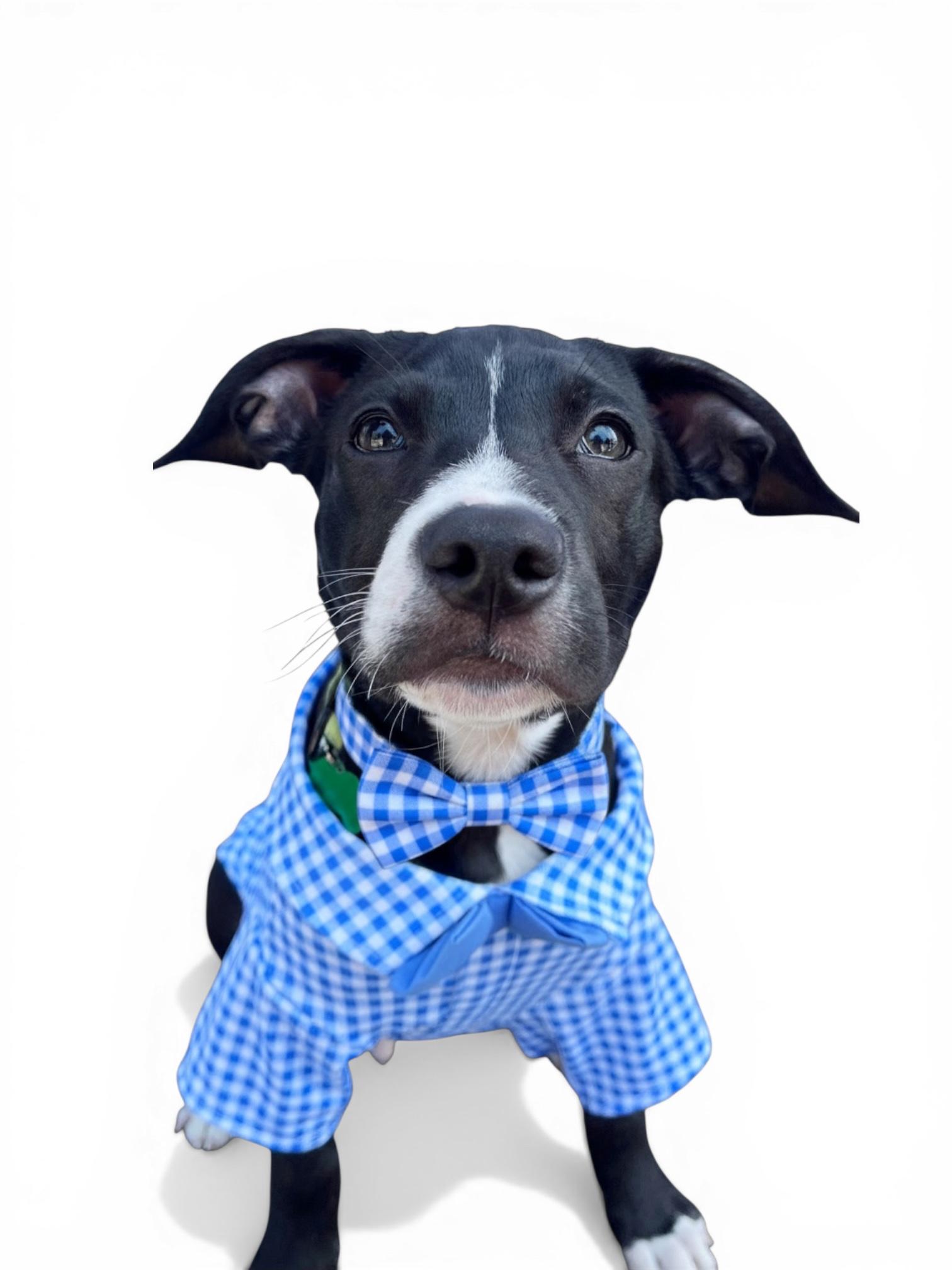 Ivan-ADOPT Me!!, ADOPTABLE, Young Male Pit Bull Terrier & Labrador Retriever.