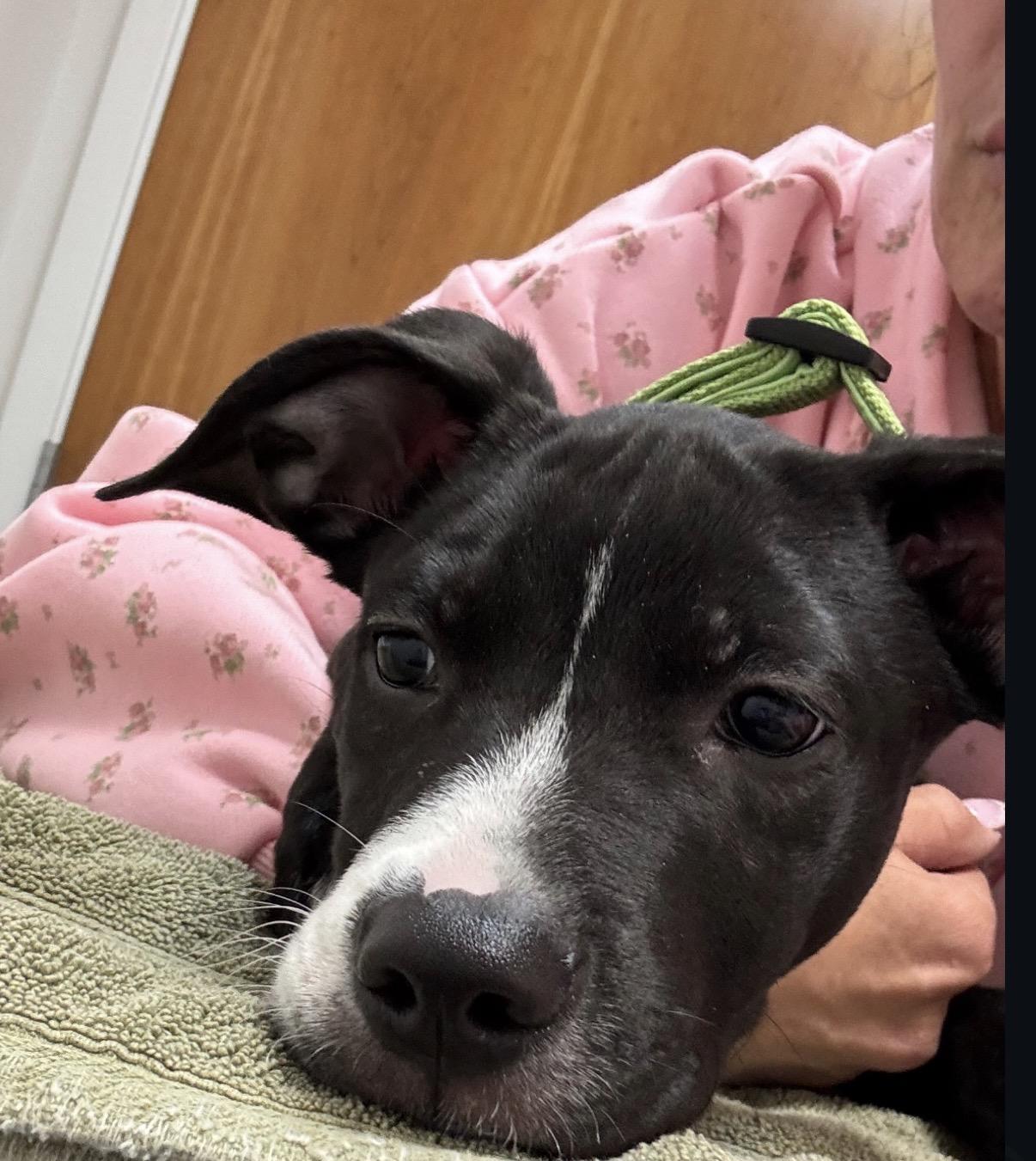 Enlarge Ivan-ADOPT Me!!, a ADOPTABLE mixed breed in Redondo Beach, CA image 4/6