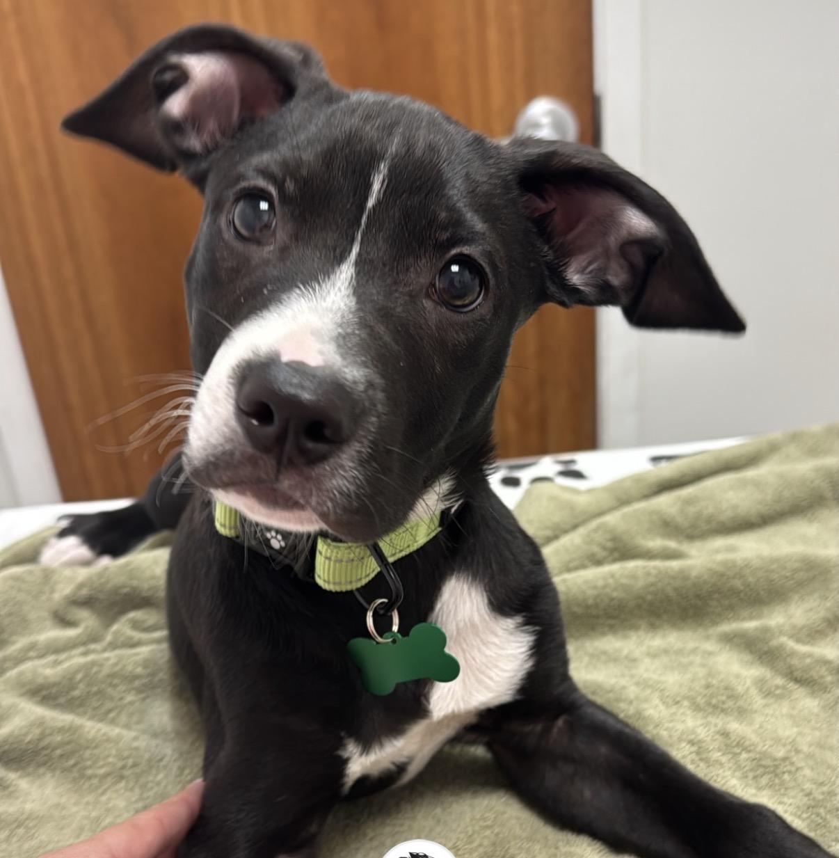 Enlarge Ivan-ADOPT Me!!, a ADOPTABLE mixed breed in Redondo Beach, CA image 2/6