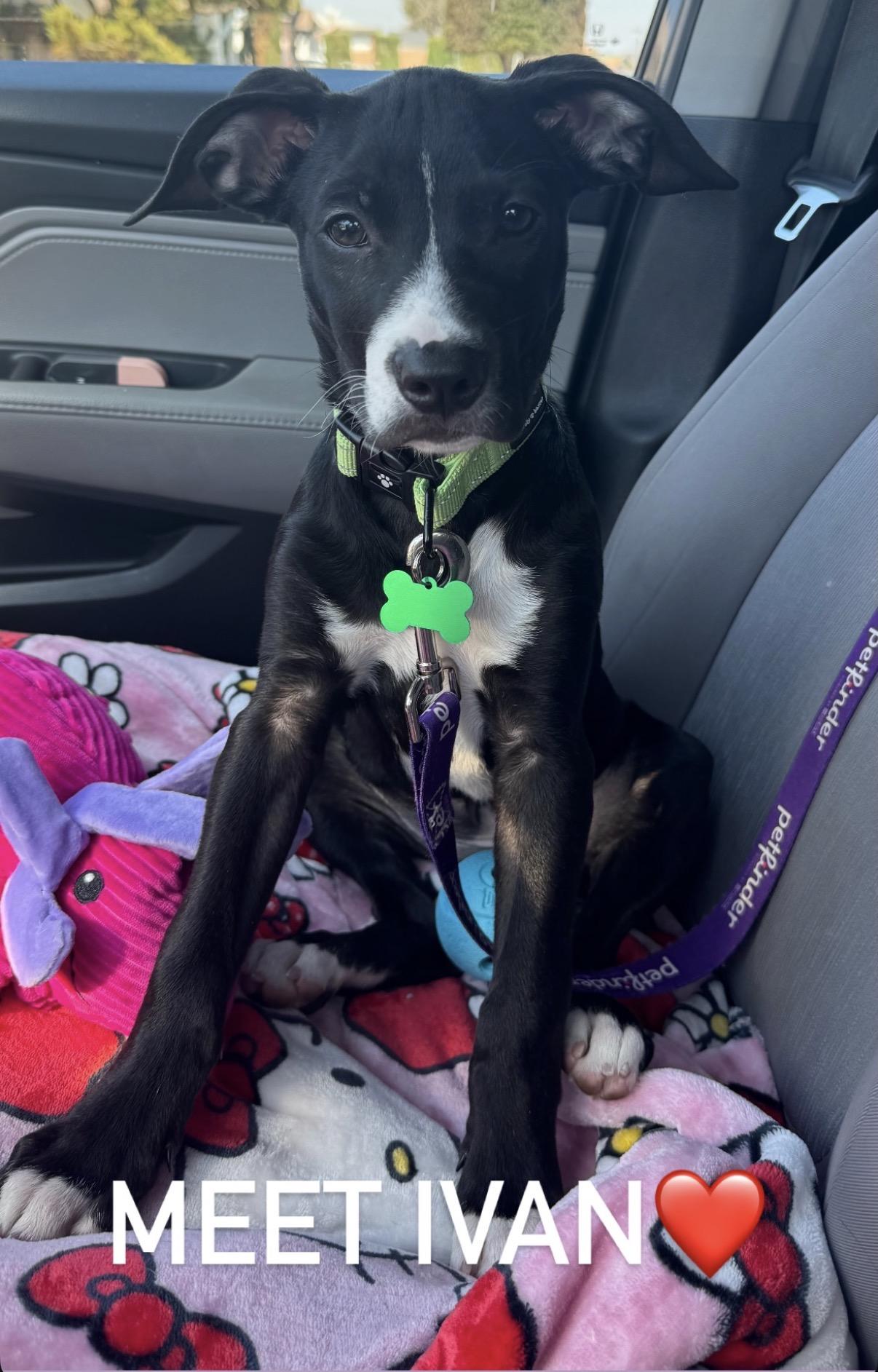 Enlarge Ivan-ADOPT Me!!, a ADOPTABLE mixed breed in Redondo Beach, CA image 3/6