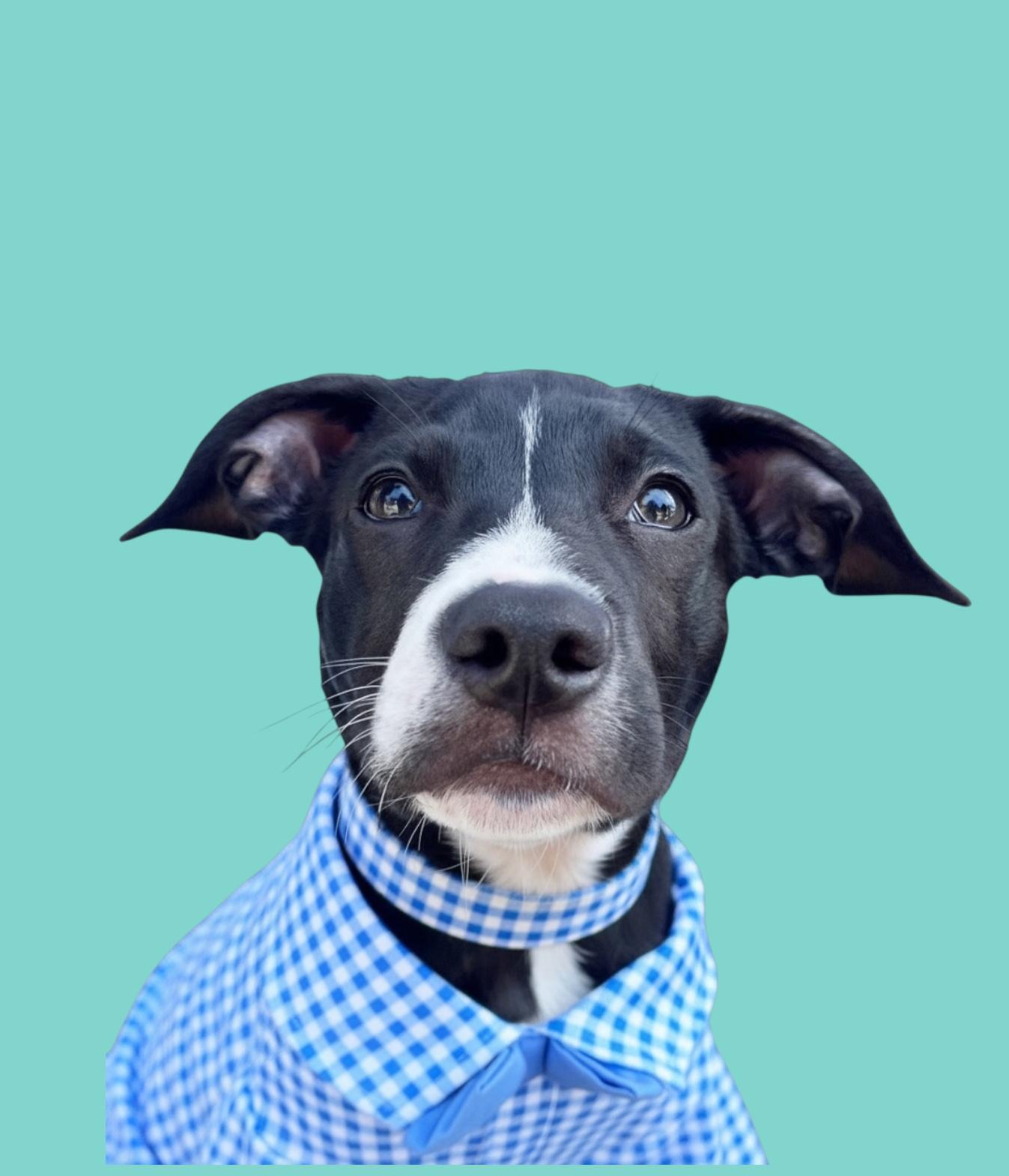 Enlarge Ivan-ADOPT Me!!, a ADOPTABLE mixed breed in Redondo Beach, CA image 5/6