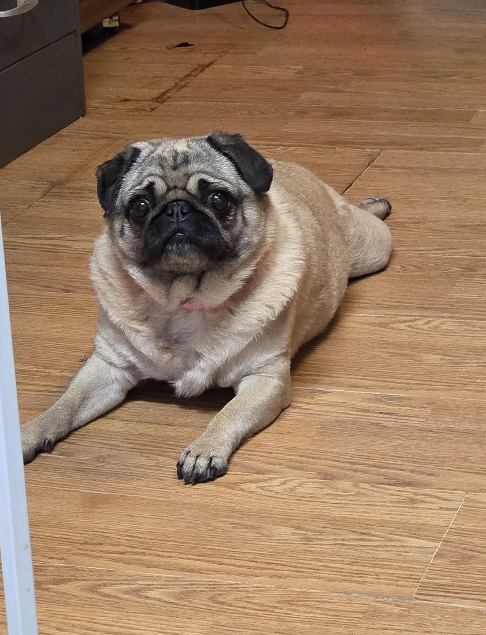 Nova, adopted, Adult Female Pug.