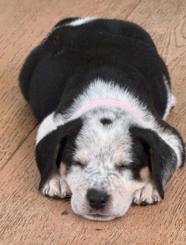Enlarge Witch, a Adoptable mixed breed in Eutawville, SC image 1/6