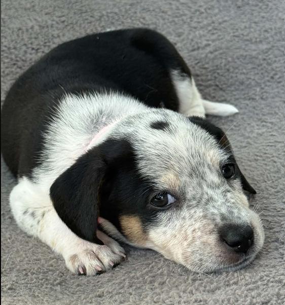 Enlarge Witch, a Adoptable mixed breed in Eutawville, SC image 3/6