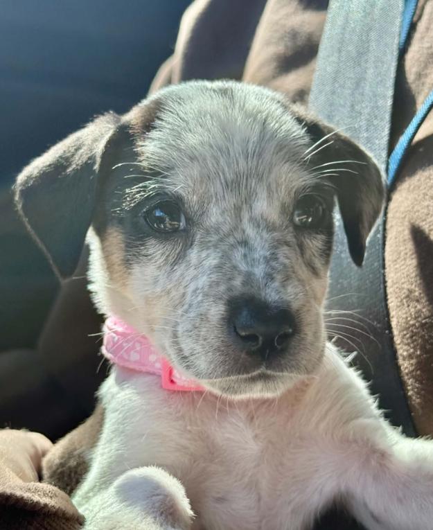 Enlarge Witch, a Adoptable mixed breed in Eutawville, SC image 5/6
