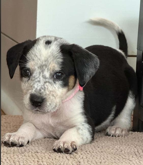 Enlarge Witch, a Adoptable mixed breed in Eutawville, SC image 2/6