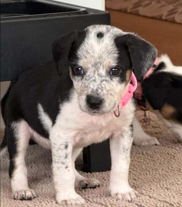Enlarge Witch, a Adoptable mixed breed in Eutawville, SC image 4/6
