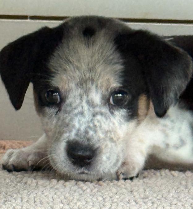 Enlarge Witch, a Adoptable mixed breed in Eutawville, SC image 6/6