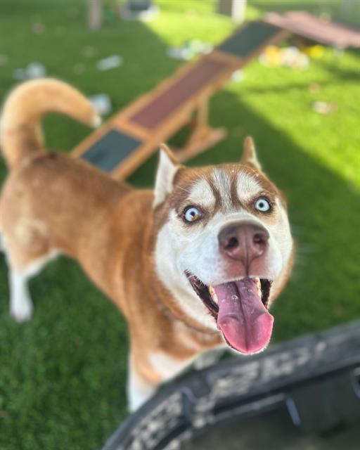 Enlarge APPLE JACK, a Adoptable Siberian Husky in Chula Vista, CA image 1/1