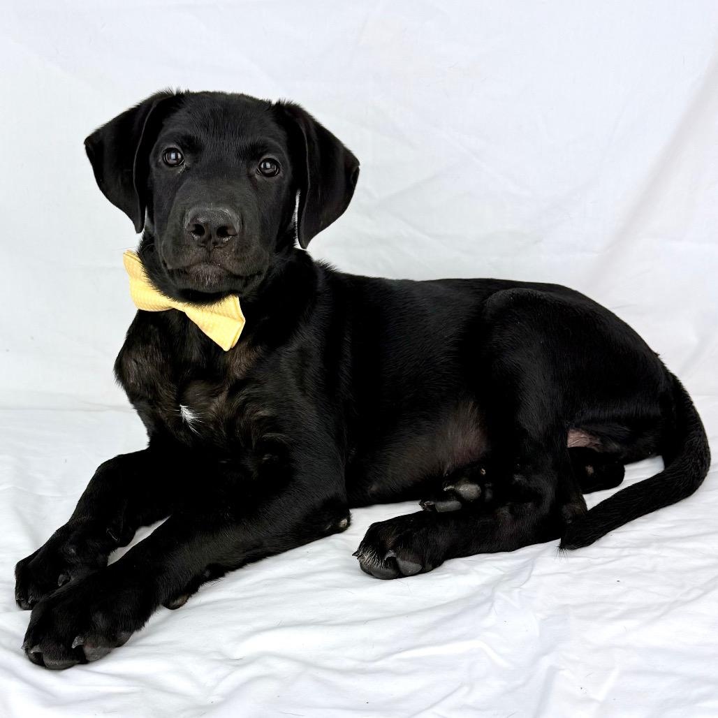 Enlarge Palmo - Local in Oregon, a Adoptable mixed breed in Hillsboro, OR image 1/1