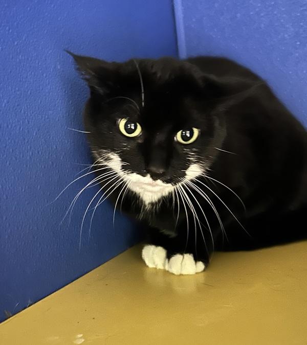 Enlarge Cookie, a Adoptable mixed breed in Sioux City, IA image 1/5