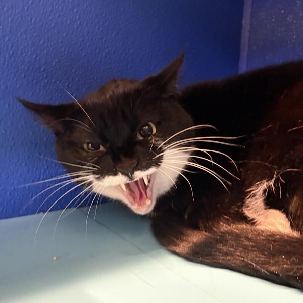 Cookie, Adoptable, Adult Male Domestic Short Hair.