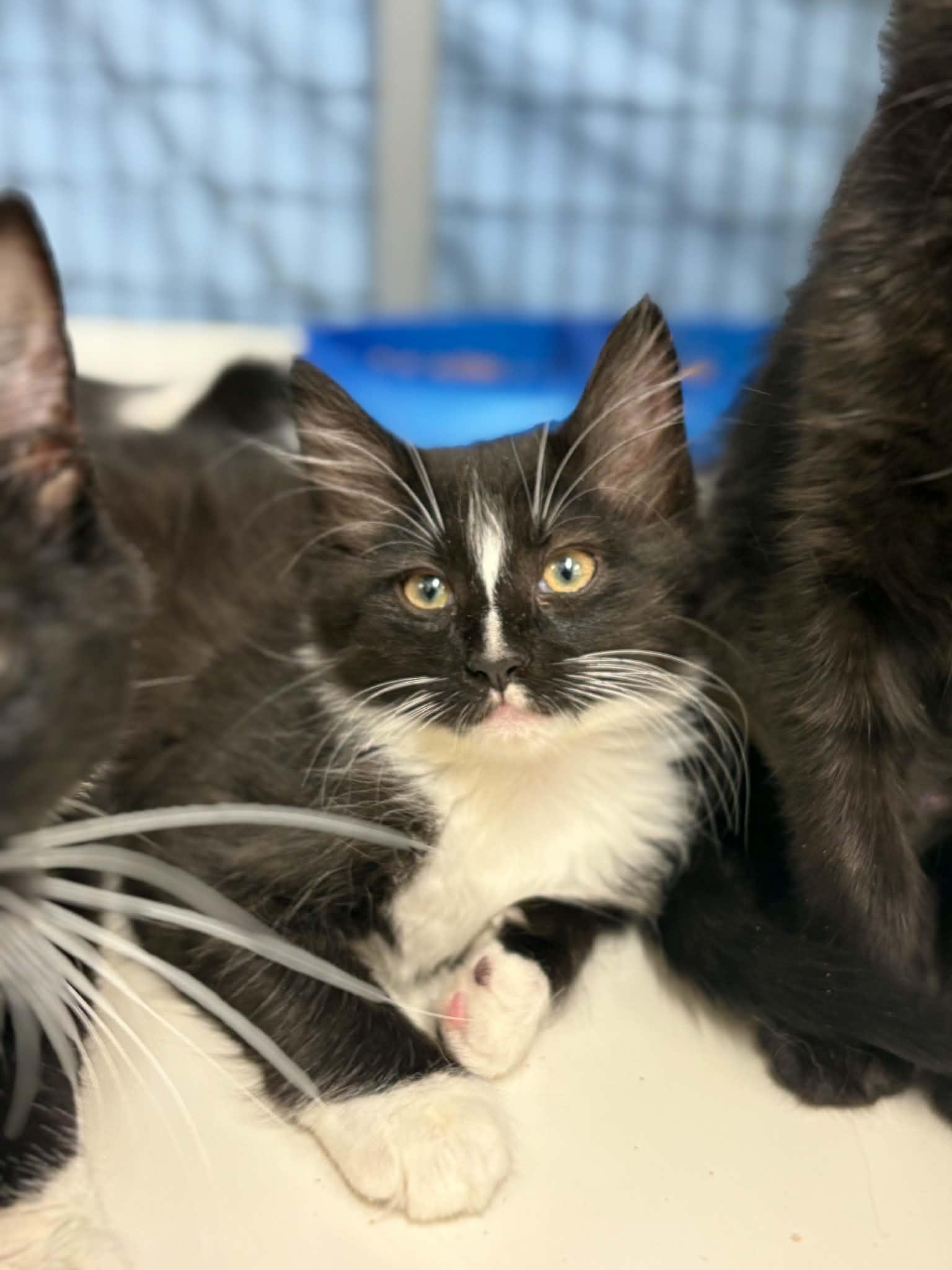 Scooter, Adoptable, Kitten Female Domestic Short Hair.