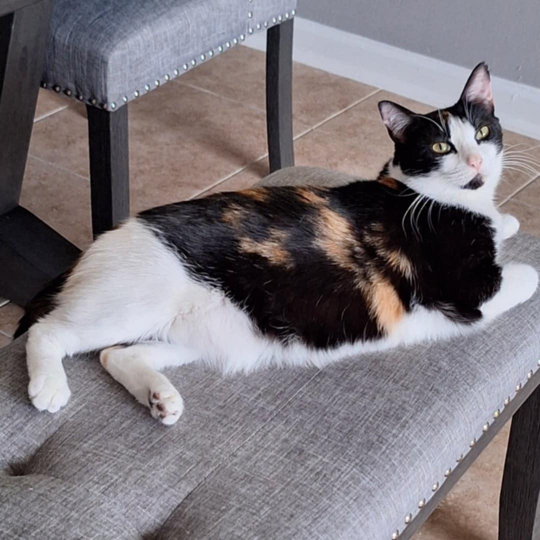 Ruby (SA), Adoptable, Adult Female Domestic Short Hair.