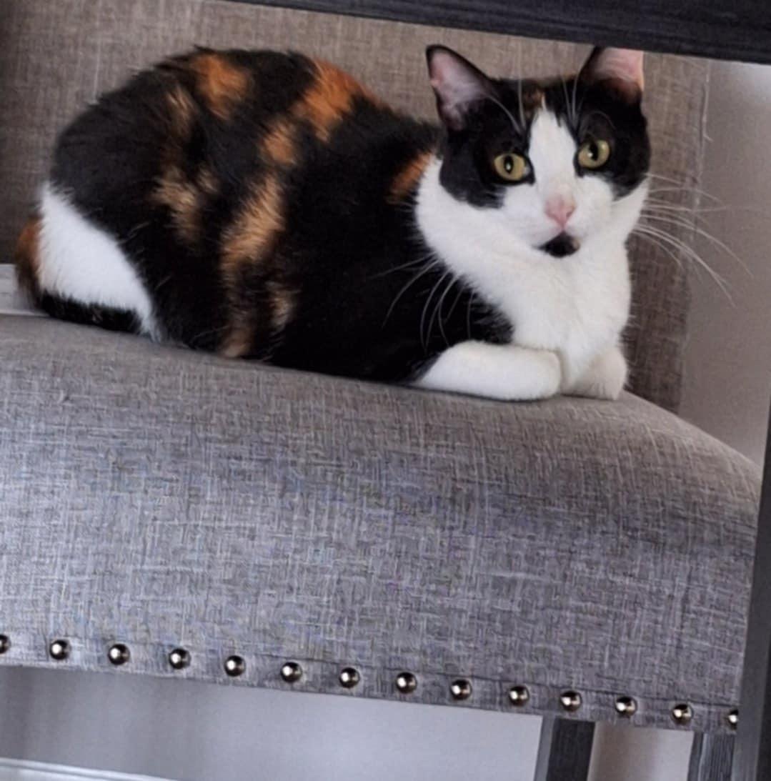 Enlarge Ruby (SA), a Adoptable Domestic Short Hair in Greenville, SC image 4/5