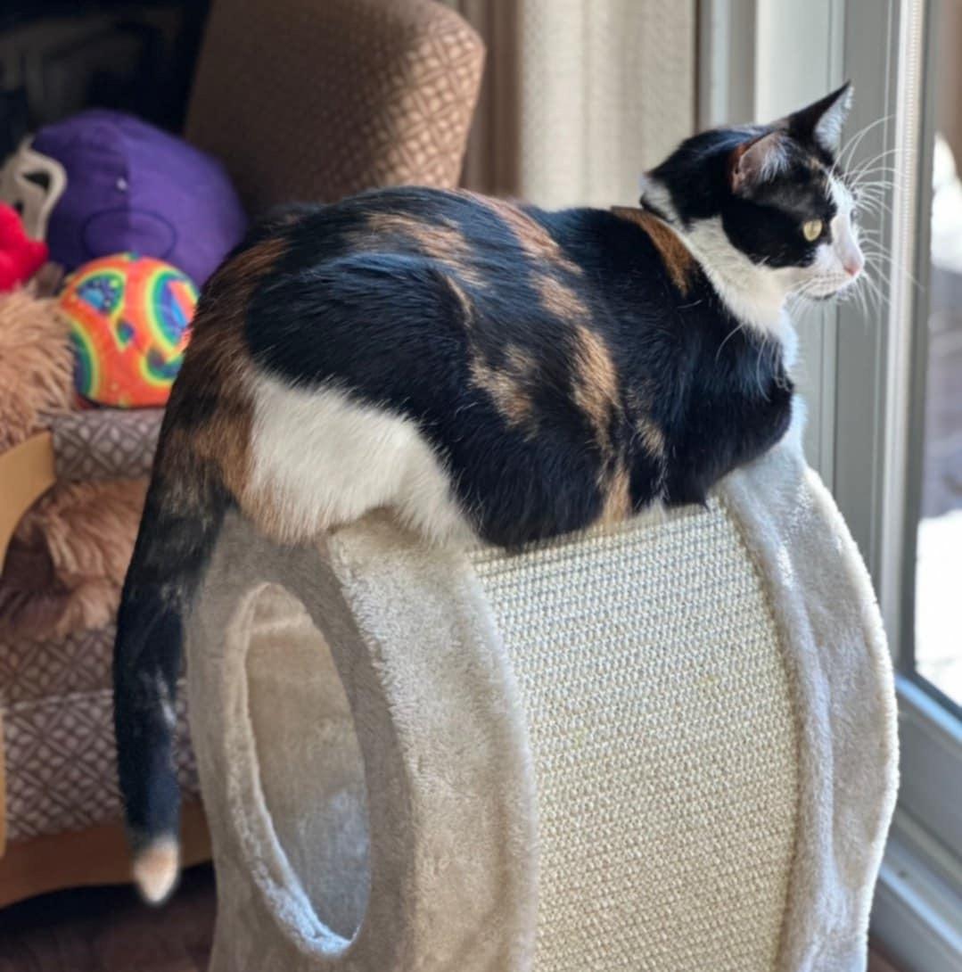 Enlarge Ruby (SA), a Adoptable Domestic Short Hair in Greenville, SC image 5/5