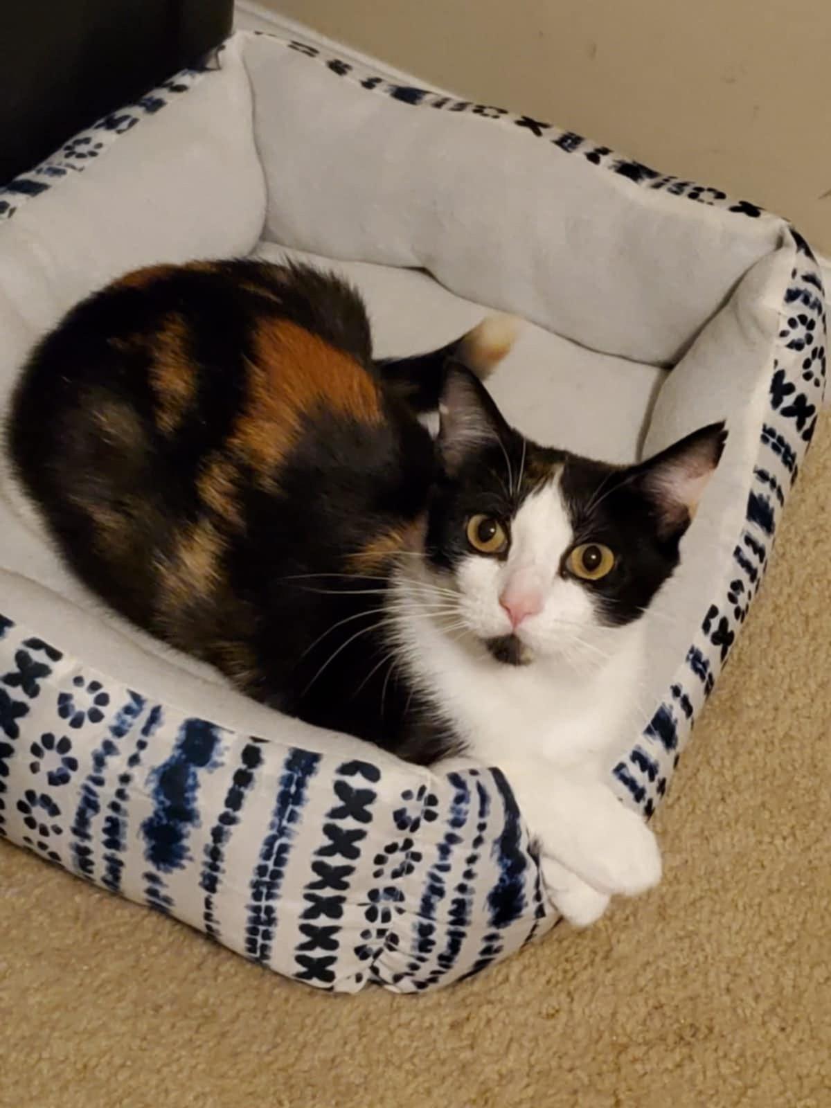 Enlarge Ruby (SA), a Adoptable Domestic Short Hair in Greenville, SC image 2/5