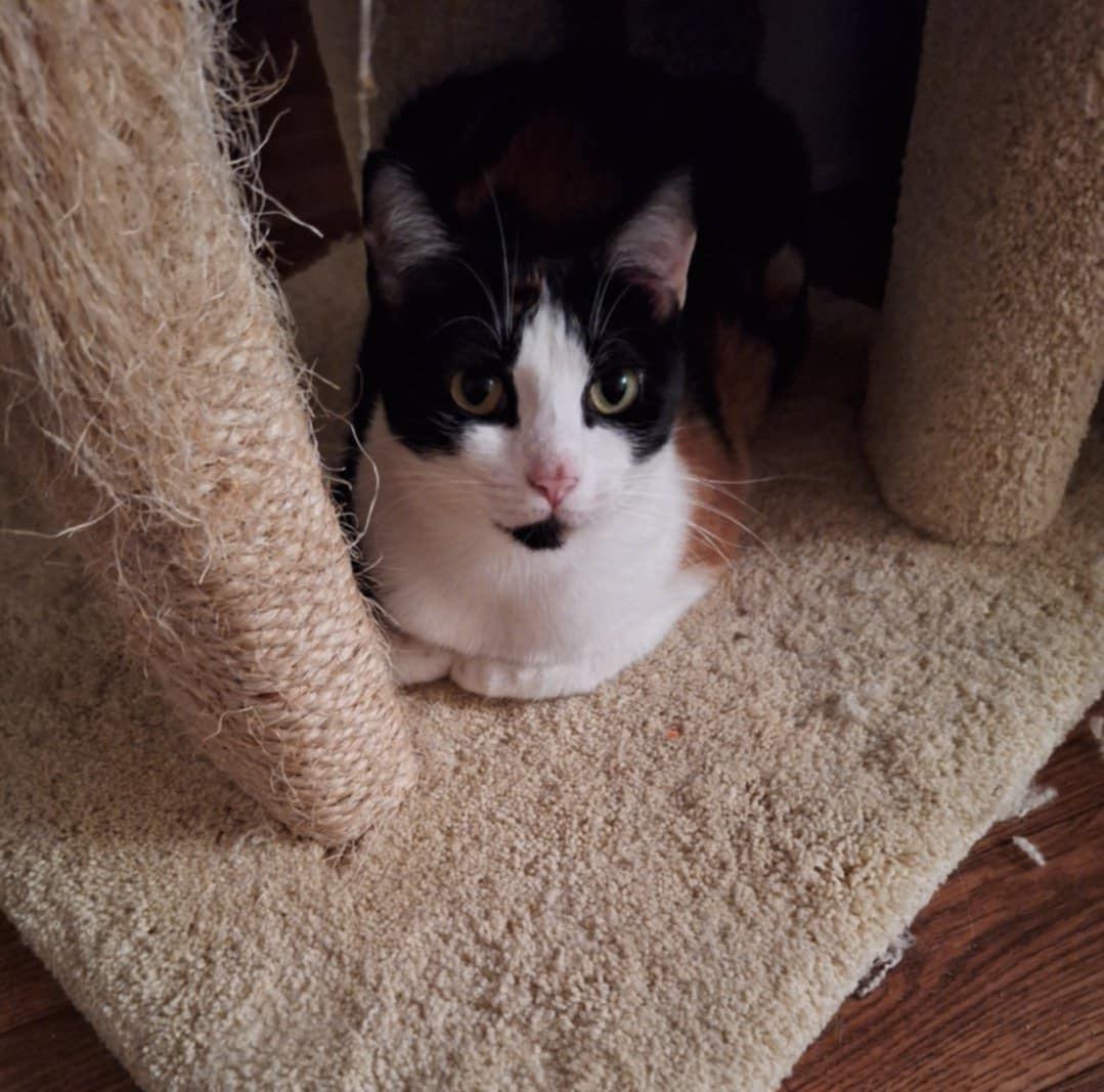 Enlarge Ruby (SA), a Adoptable Domestic Short Hair in Greenville, SC image 3/5