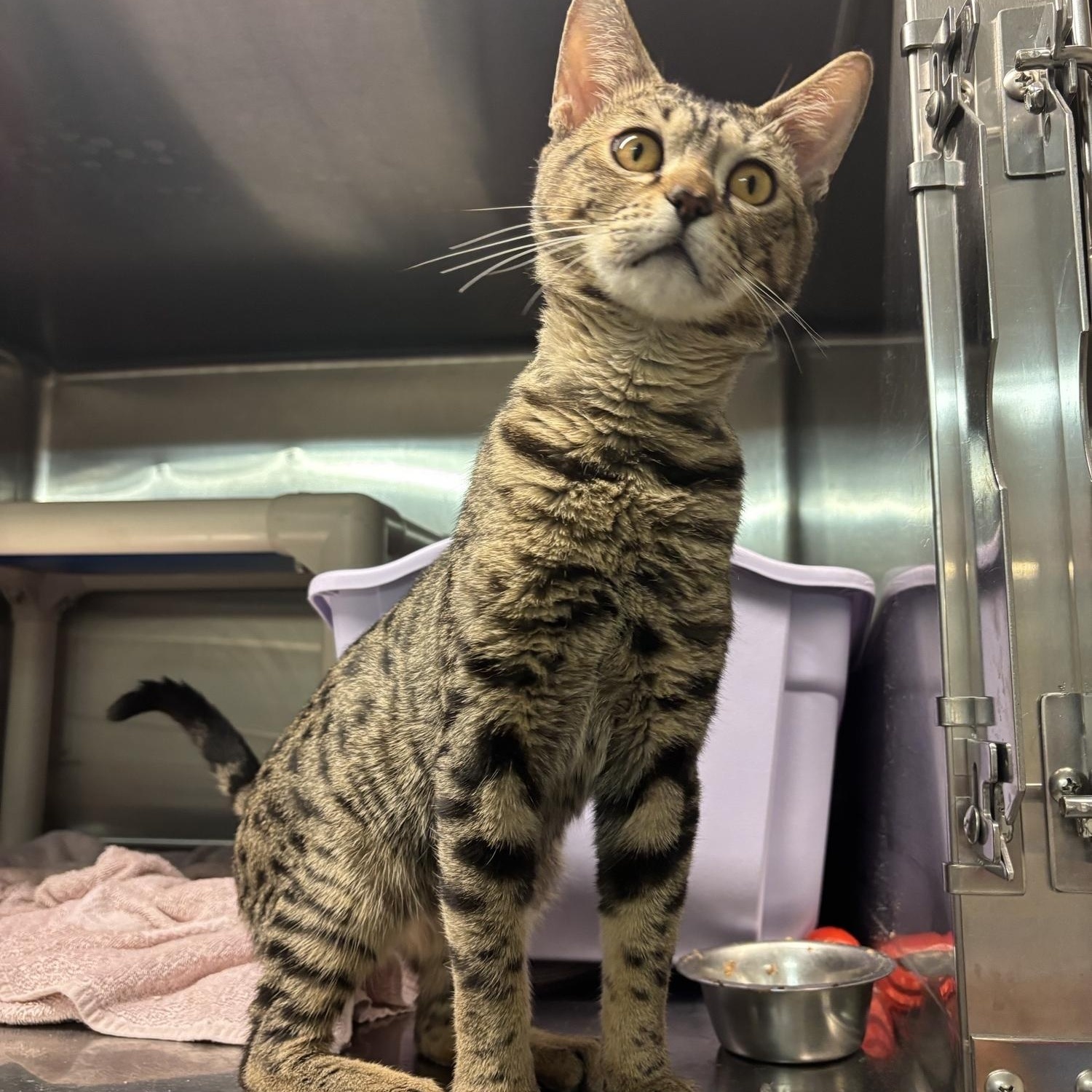 Odysseus CS-235/26, an adoptable mixed breed in Burlington, ON image 2/2