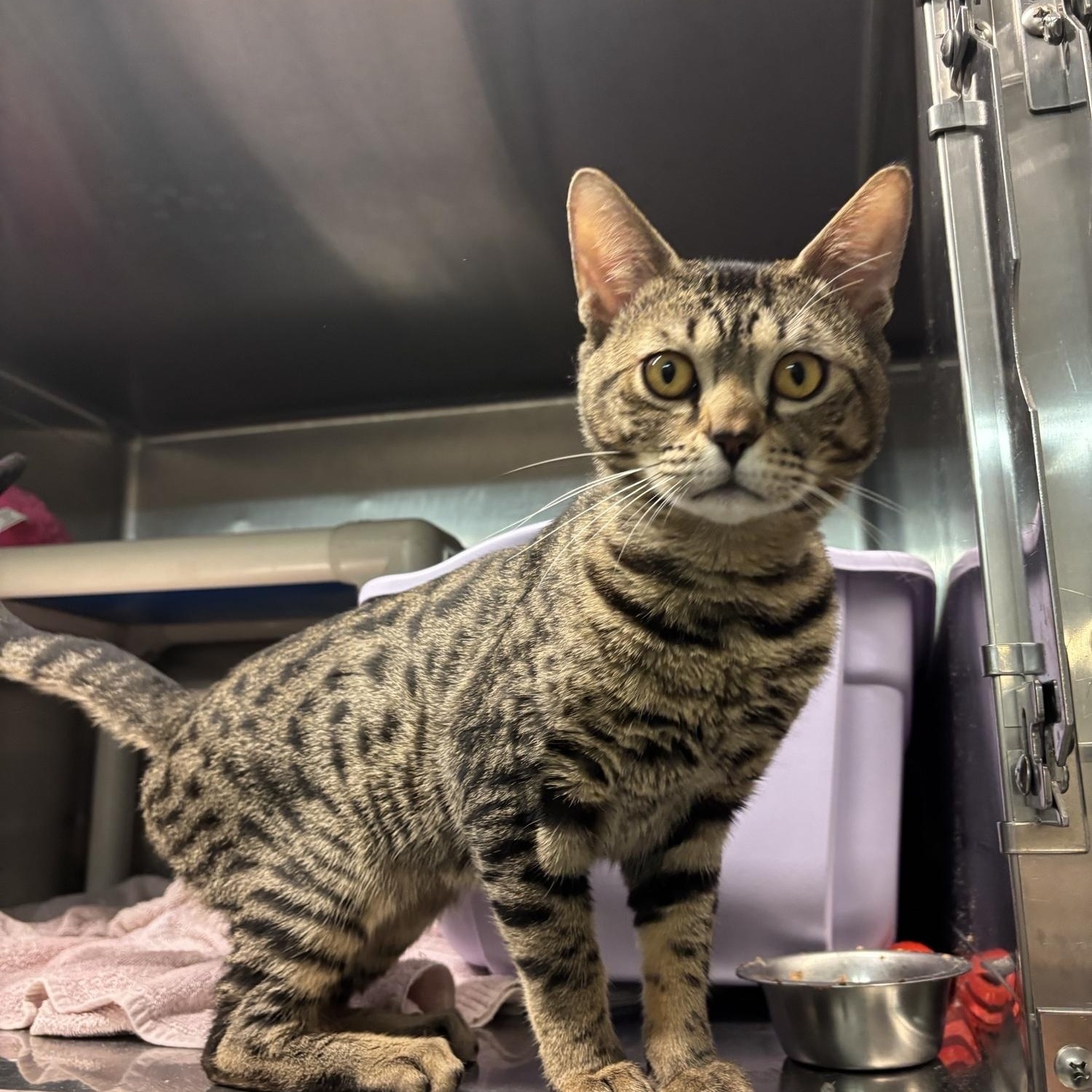 Odysseus CS-235/26, adoptable, Young Male Bengal.