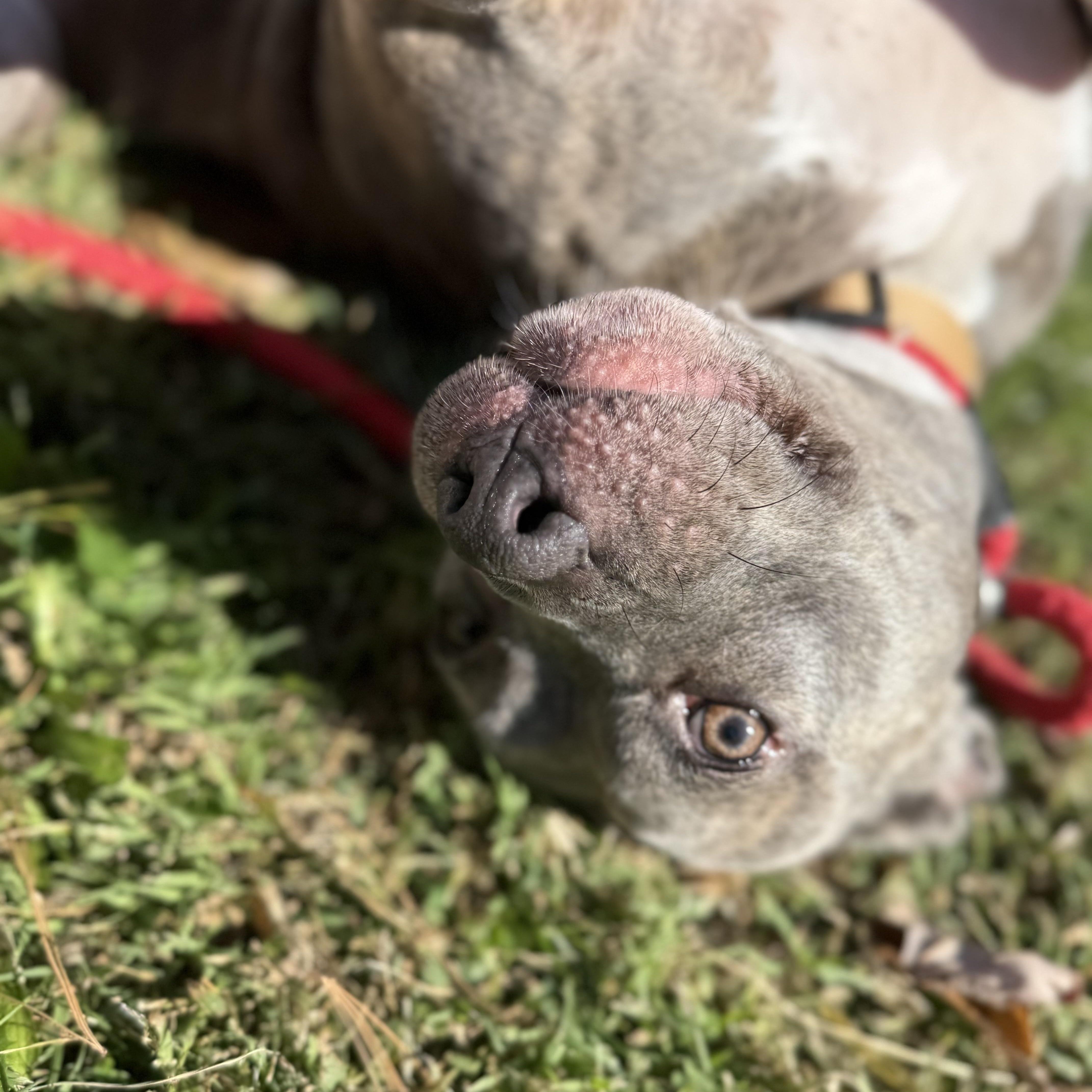 Enlarge Pebbles, a Adoptable Pit Bull Terrier in Brentwood, TN image 1/5
