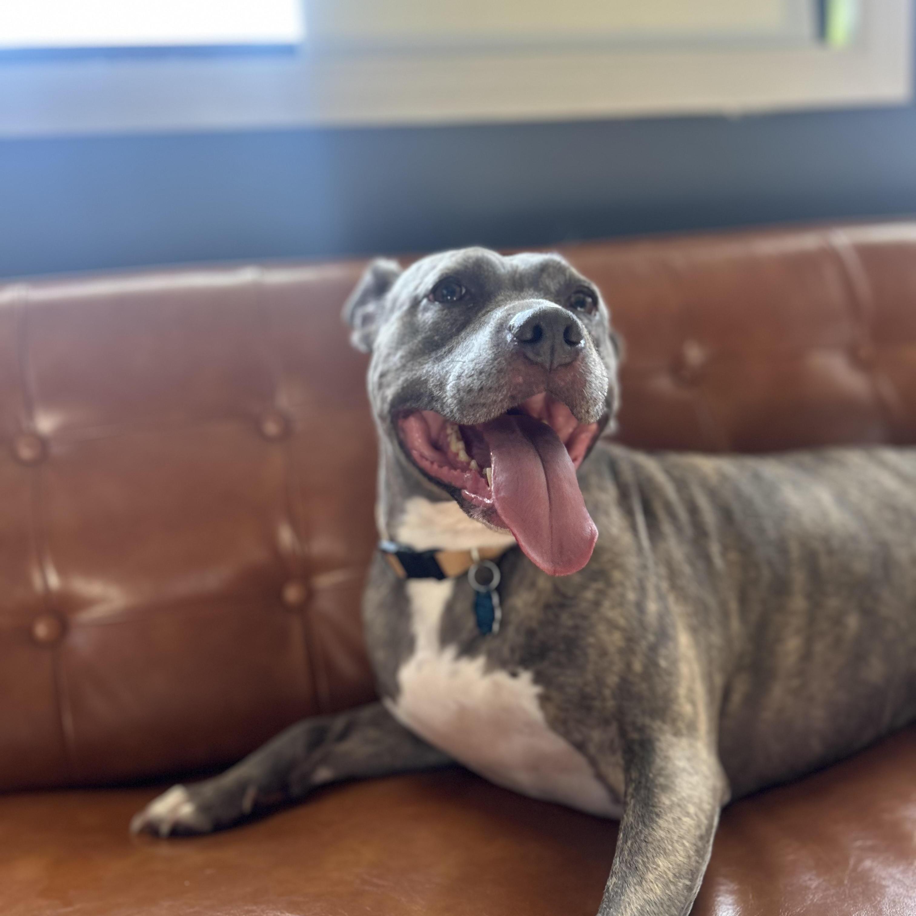 Pebbles, Adoptable, Young Female Pit Bull Terrier.