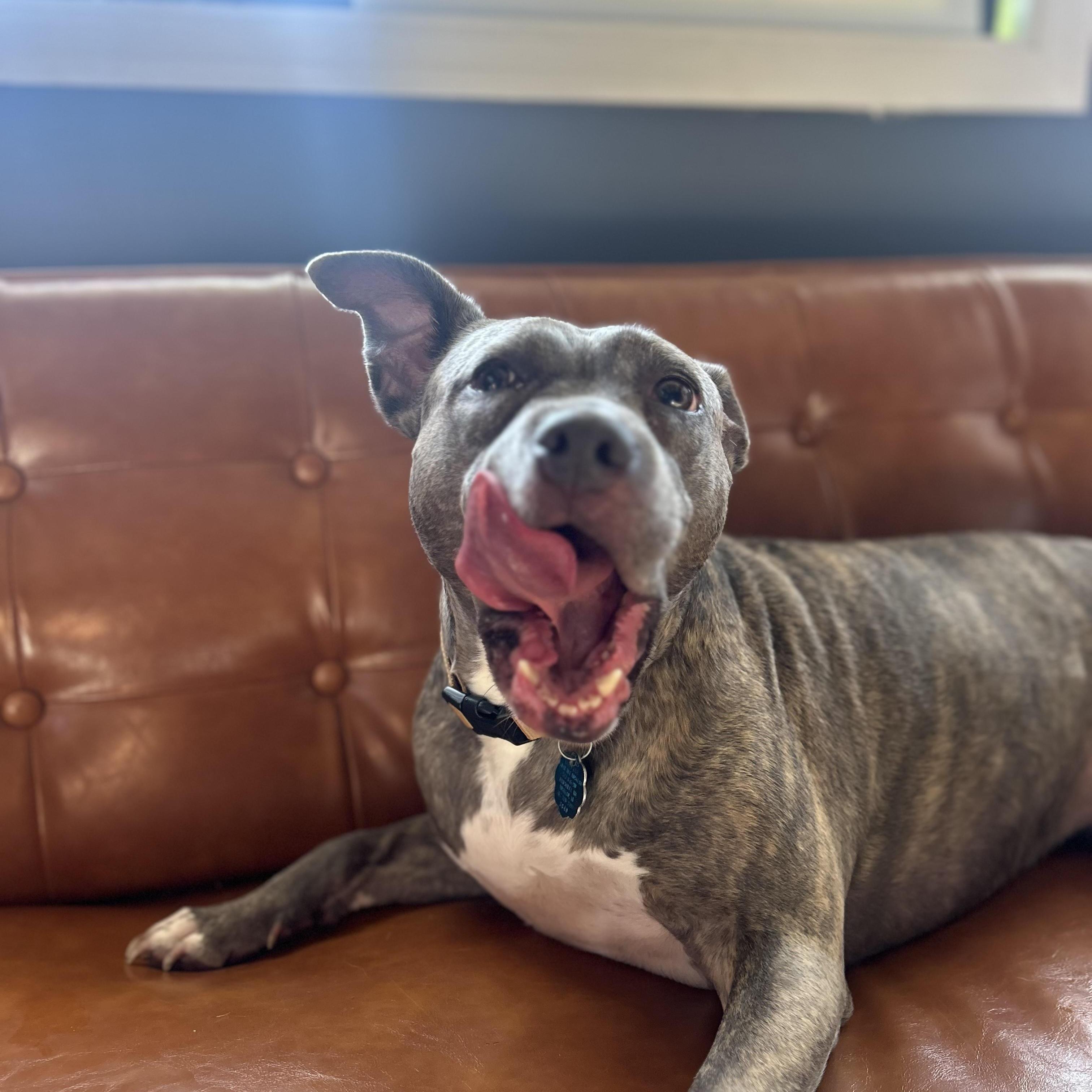 Enlarge Pebbles, a Adoptable Pit Bull Terrier in Brentwood, TN image 3/5