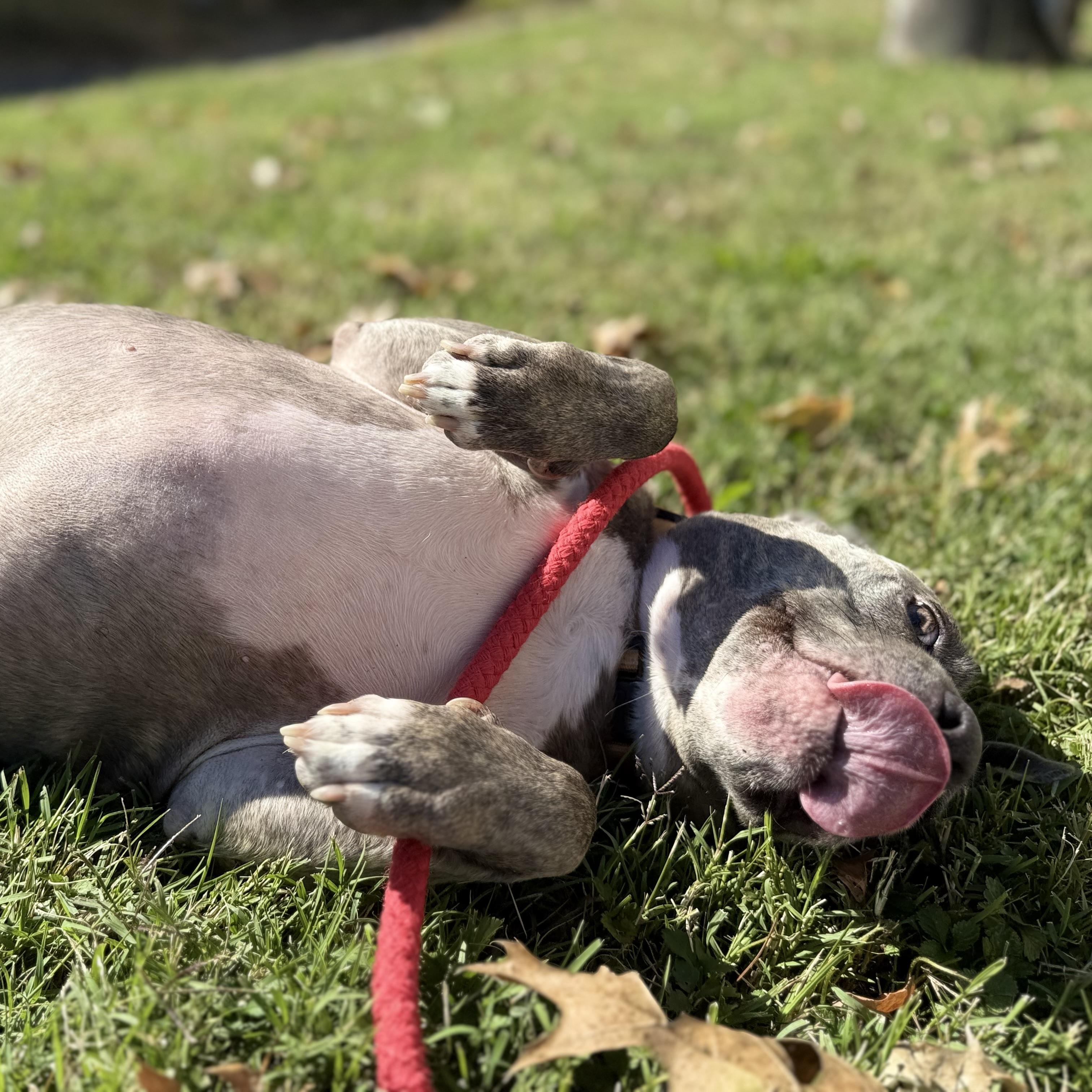 Enlarge Pebbles, a Adoptable Pit Bull Terrier in Brentwood, TN image 4/5