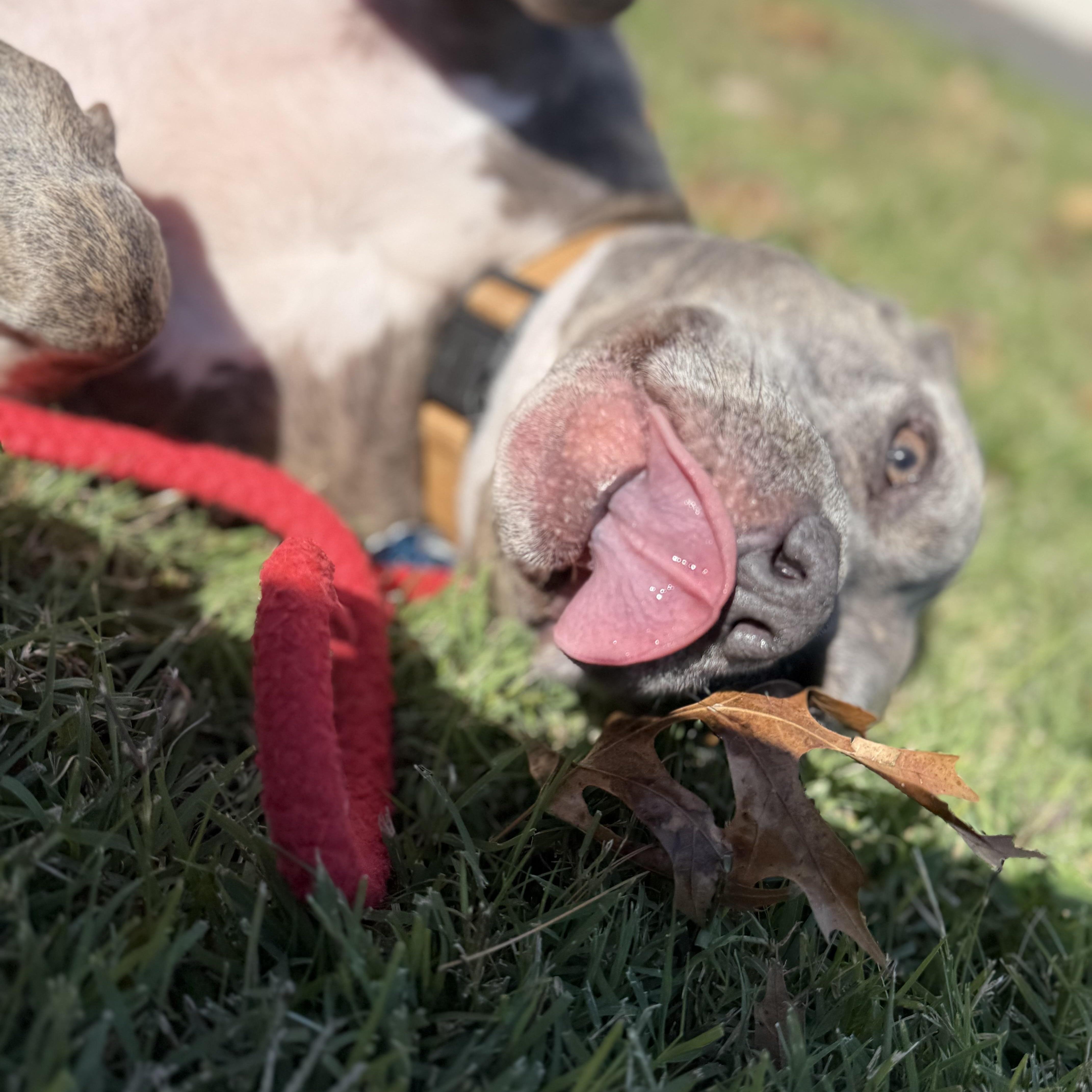 Enlarge Pebbles, a Adoptable Pit Bull Terrier in Brentwood, TN image 5/5