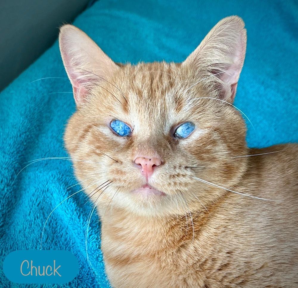 Enlarge Chuck, a Adoptable Domestic Short Hair in Chalfont, PA image 3/6