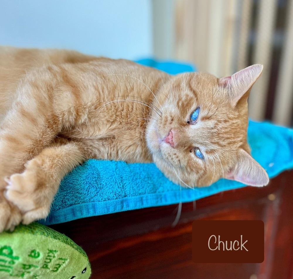Enlarge Chuck, a Adoptable Domestic Short Hair in Chalfont, PA image 4/6