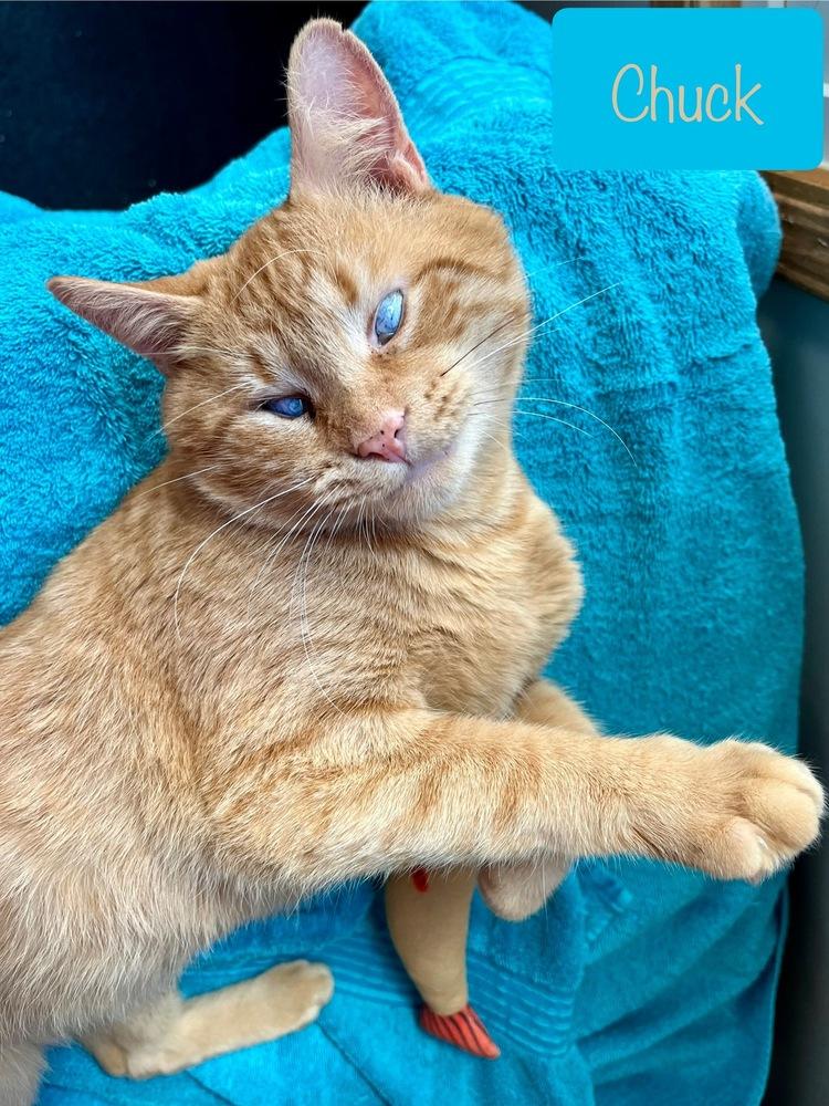 Enlarge Chuck, a Adoptable Domestic Short Hair in Chalfont, PA image 5/6