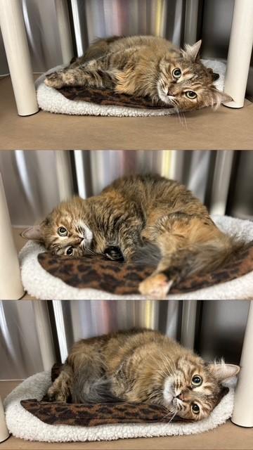 BELLA, Adoptable, Adult Female Domestic Long Hair.