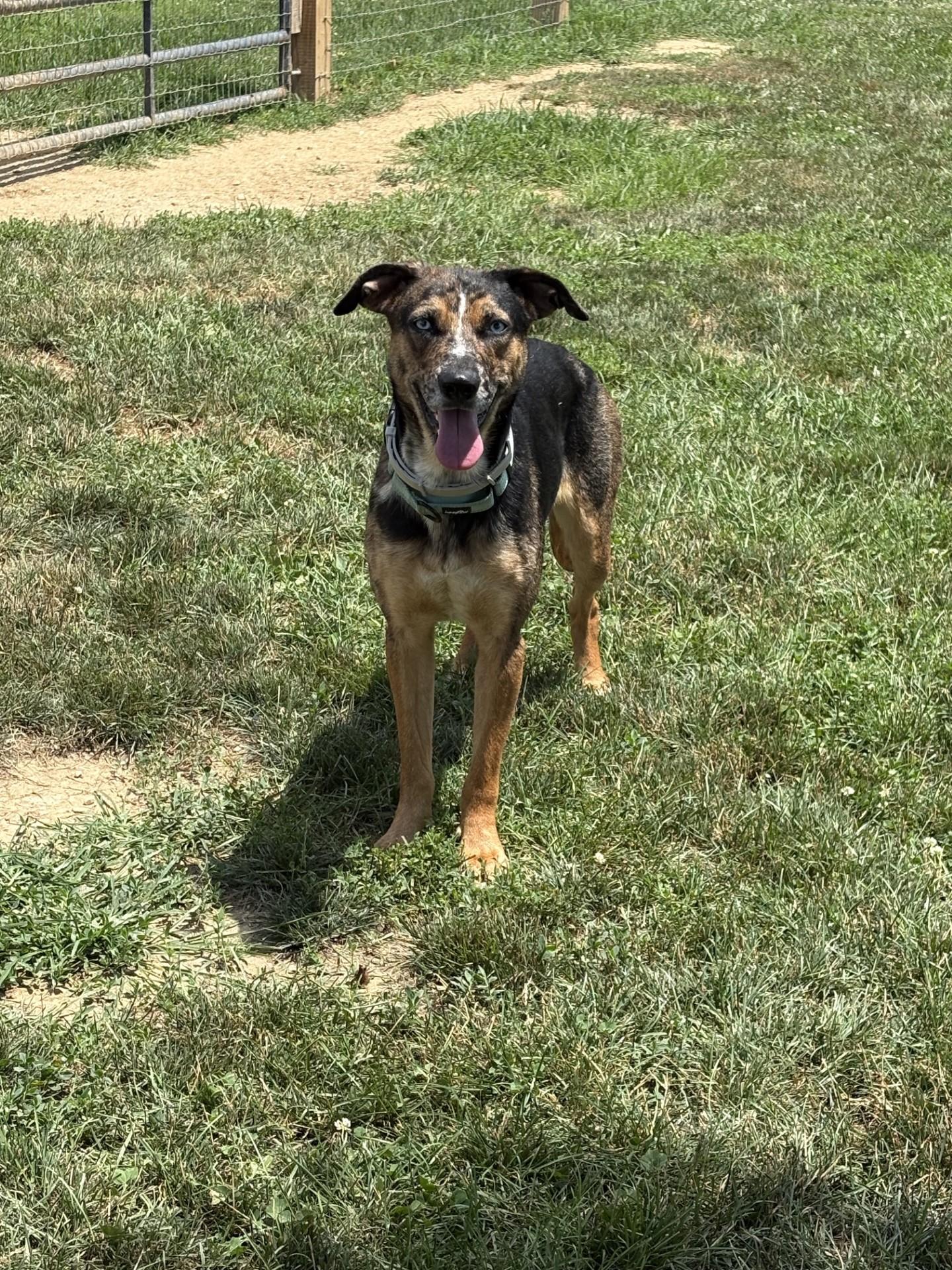 Summer, ADOPTABLE, Young Female German Shepherd Dog & Husky.