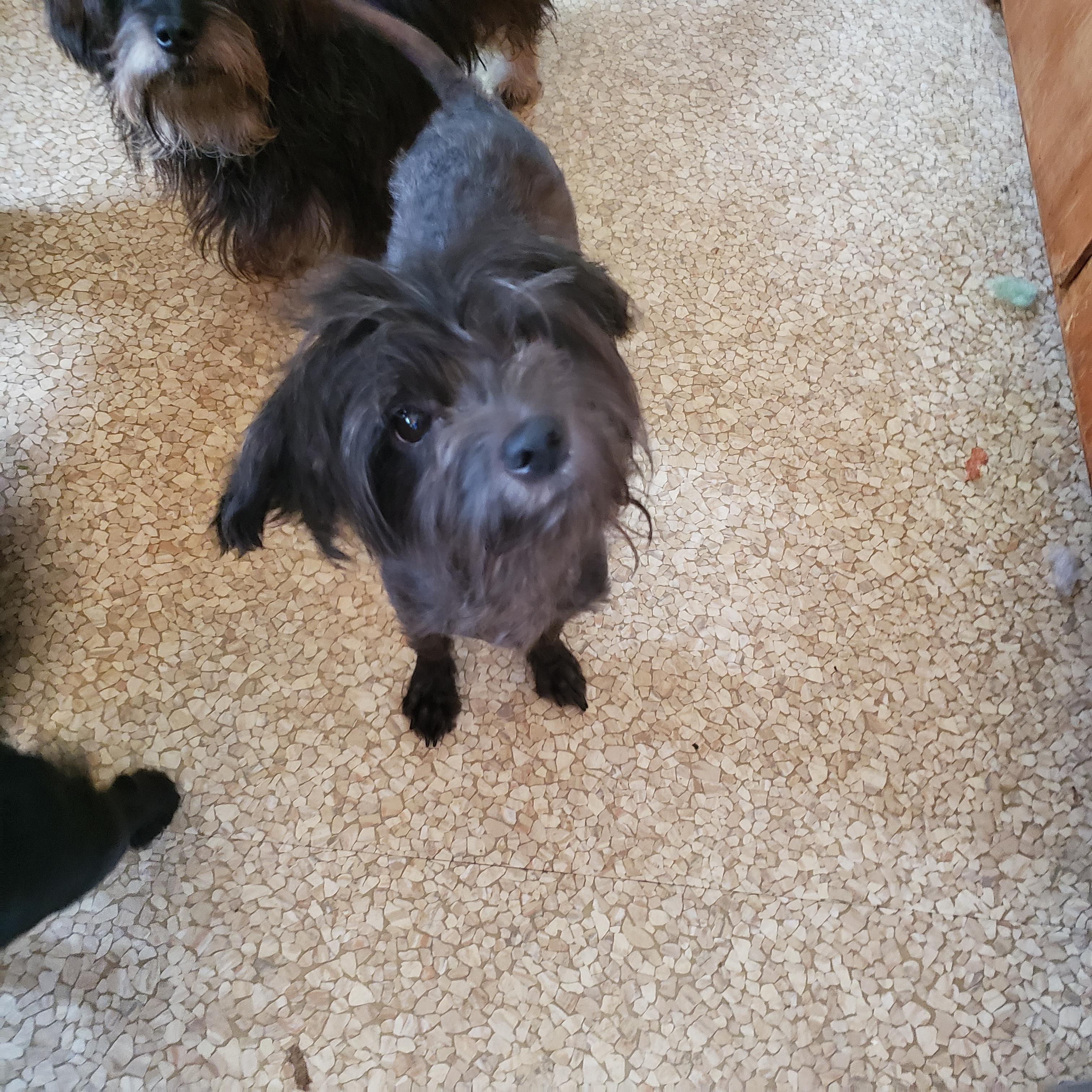 Leigh, an adoptable Maltipoo in Murphys, CA, 95247 | Photo Image 1