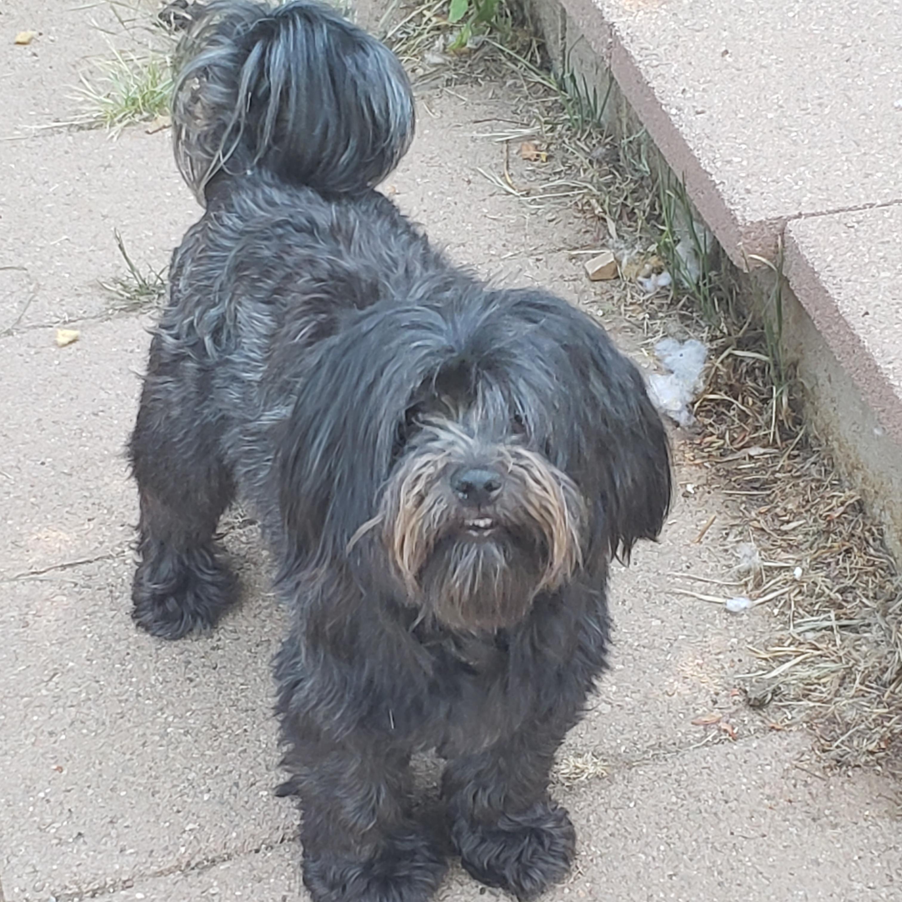 Leigh, an adoptable Maltipoo in Murphys, CA, 95247 | Photo Image 2