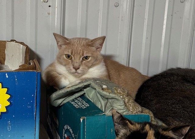 Mittens — thumbnail 2