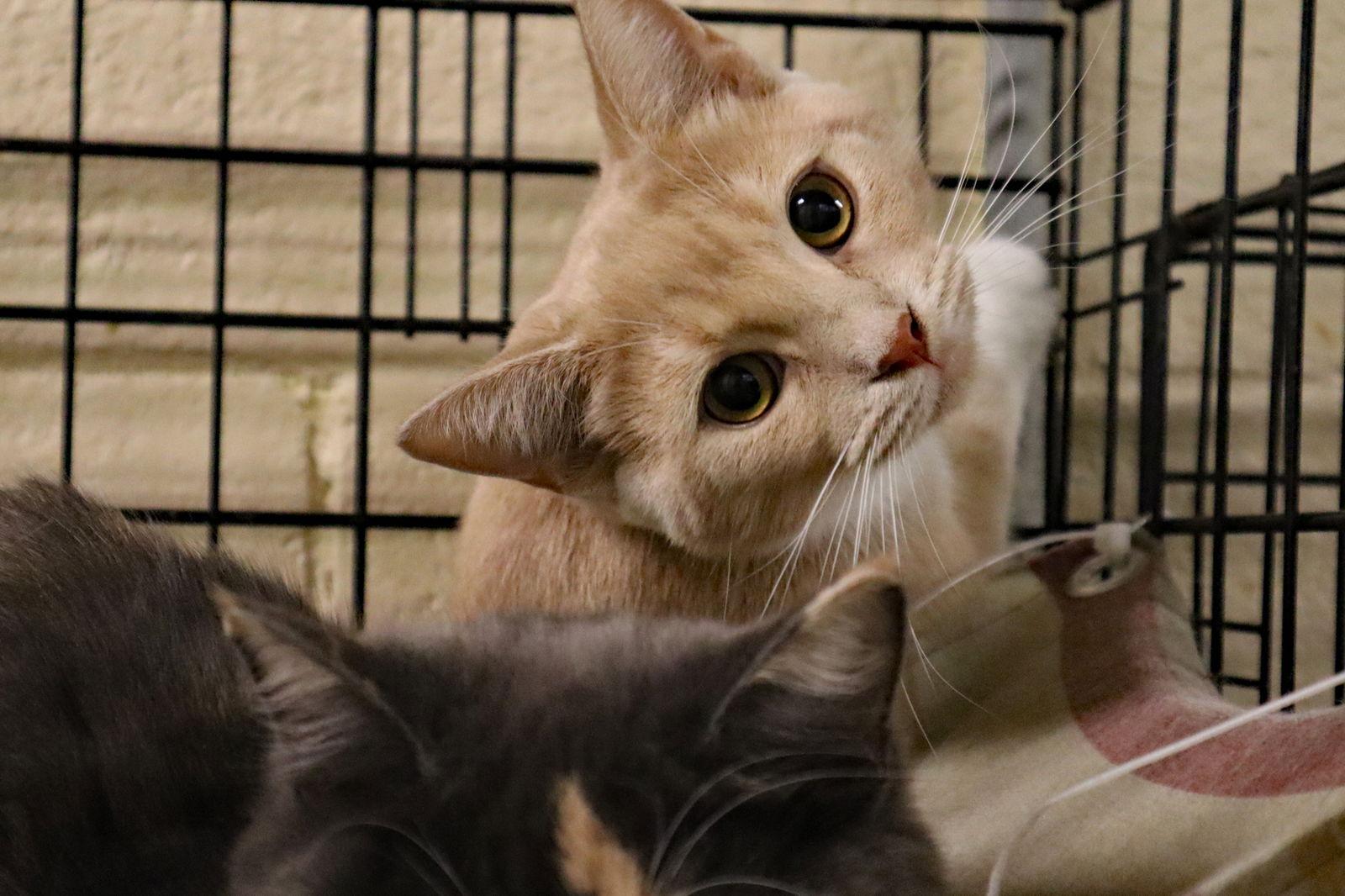 Mittens — thumbnail 3