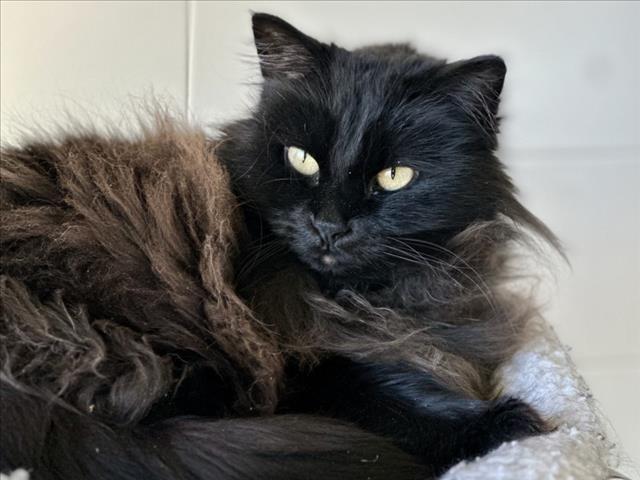 Enlarge MIDNIGHT, a Adoptable Domestic Long Hair in Loveland, CO image 1/1