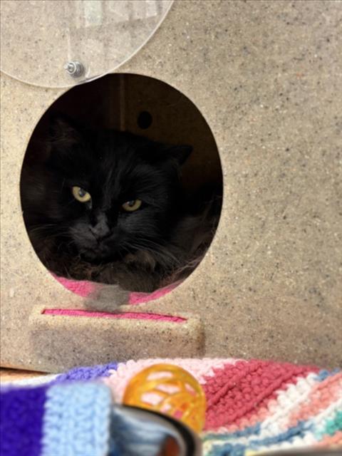Enlarge MIDNIGHT, a Adoptable Domestic Long Hair in Loveland, CO image 1/1