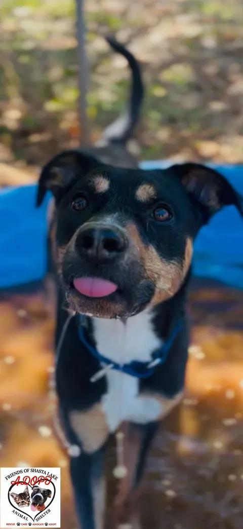 Enlarge Bodie, a ADOPTABLE mixed breed in Shasta Lake, CA image 2/3