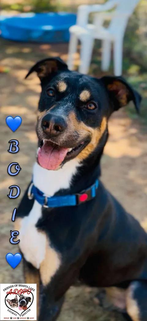 Bodie, ADOPTABLE, Adult Male Rottweiler & Bernese Mountain Dog.