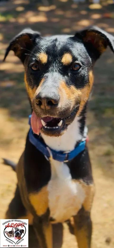 Enlarge Bodie, a ADOPTABLE mixed breed in Shasta Lake, CA image 3/3