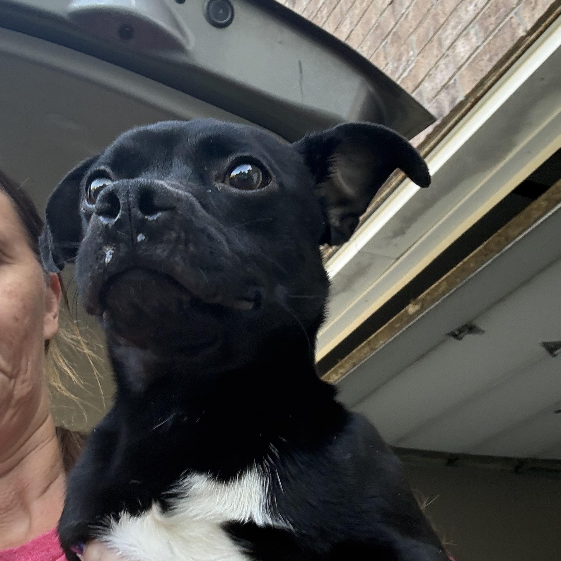 Johnny, Adoptable, Adult Male Pug.