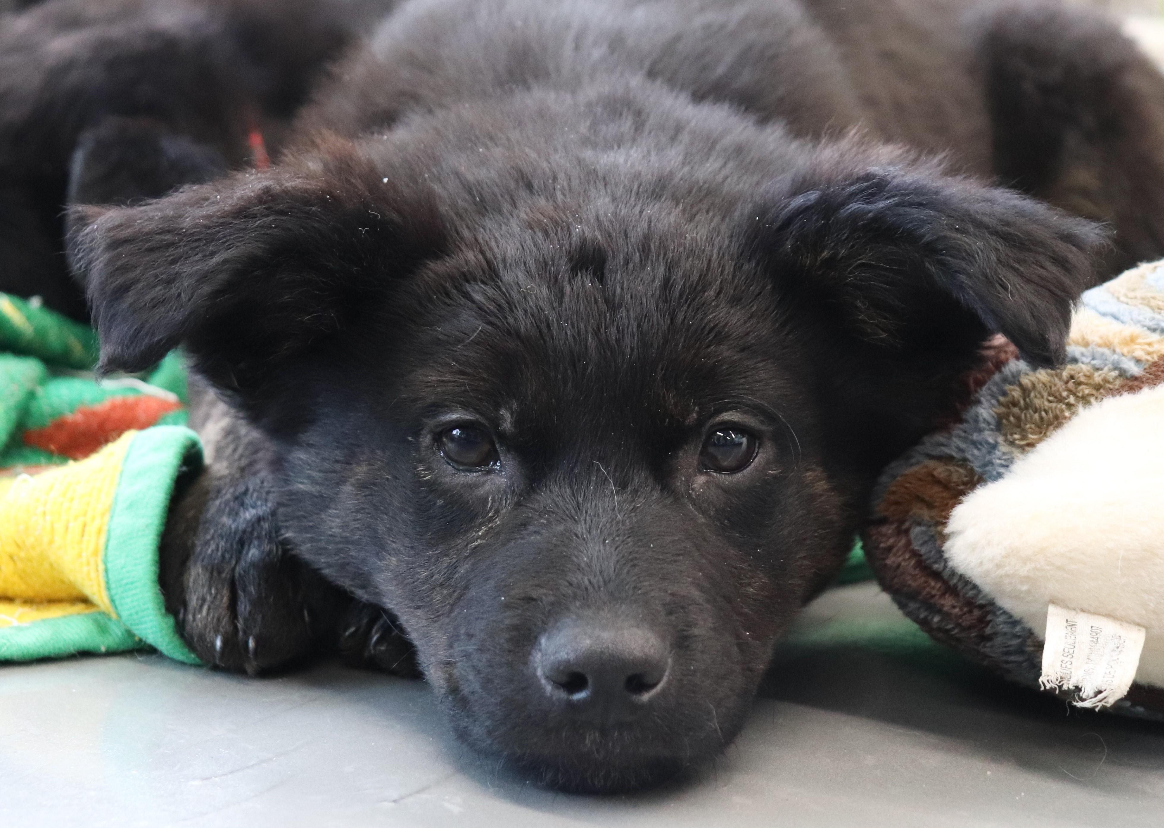 Dooley, ADOPTABLE, Puppy Male Australian Shepherd & Husky.