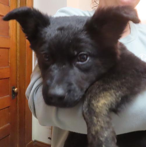 Enlarge Dooley, a ADOPTABLE mixed breed in Saint Paul, MN image 3/6